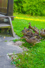 Male female mallard ducks on green grass natural background Germany.