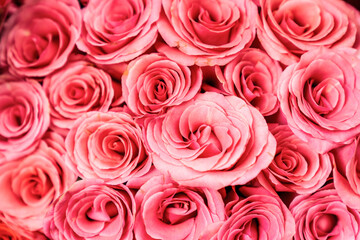 Pink Ecuadorian roses, can be used as background image