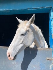 White horse at the farm
