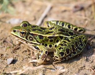 Frog profile