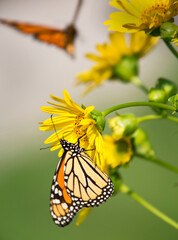 Monarch