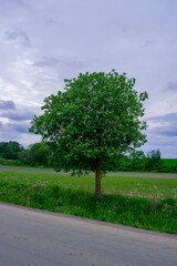 A tree by the road.