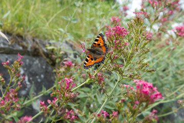Small tortoiseshell butterfly (Aglais urticae) sitting on a pink flower in Zurich, Switzerland