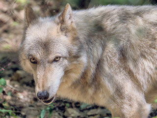 What Big Eyes You Have