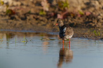 Common Redshank (Tringa totanus) in natural habitat searching for food around a small pond in a meadow in the Netherlands.               