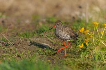 Common Redshank (Tringa totanus) in natural habitat searching for food around a small pond in a meadow in the Netherlands.               