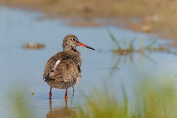 Common Redshank (Tringa totanus) in natural habitat searching for food around a small pond in a meadow in the Netherlands.               