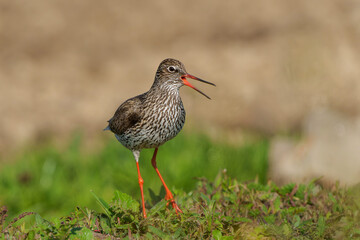 Common Redshank (Tringa totanus) in natural habitat searching for food around a small pond in a meadow in the Netherlands.               