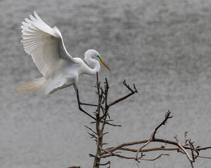 Birds from the Rookery at High Island