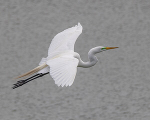 Birds from the Rookery