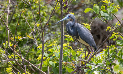 Birds from the Rookery