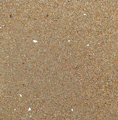 Wet sand background with little white pieces of shells