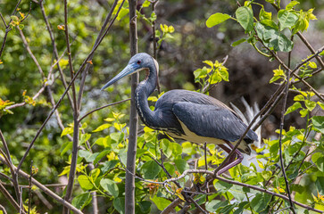 Birds from the Rookery