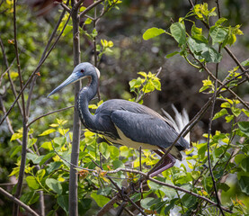 Fototapeta premium Birds from the Rookery