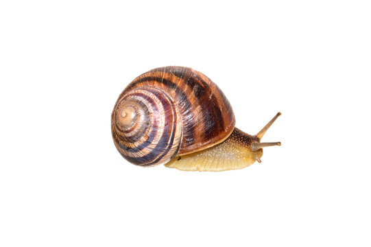 Snail Isolated On White Background