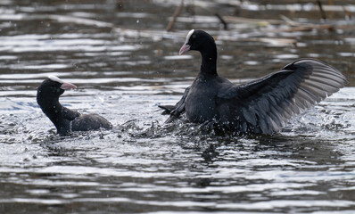Eurasian coot (Fulica atra), also known as the common coot, or Australian coot. Sothöna.
