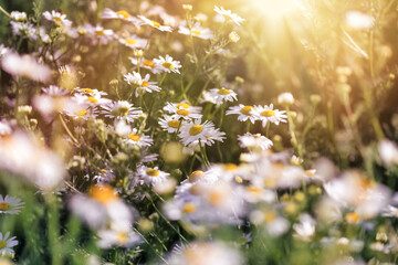 Field of daisies, wild chamomile lit by sun rays in sunset - 509450530