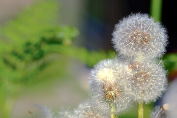 Dandelion sead head, landscape photo, close-up.
