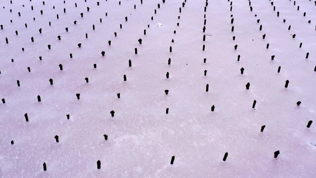 Several rows of wooden posts sticking out of half dried pink lake. Wood stumps, pillars in pond. Aerial top view. Remains of piles for attaching of mined salt drying decks anciently