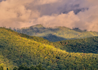 Obraz premium Fall Fog