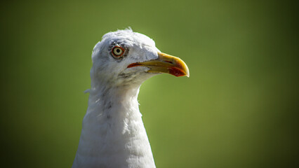 Portrait of a seagull