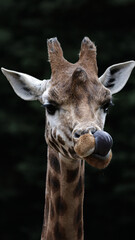 Giraffe licking its nose