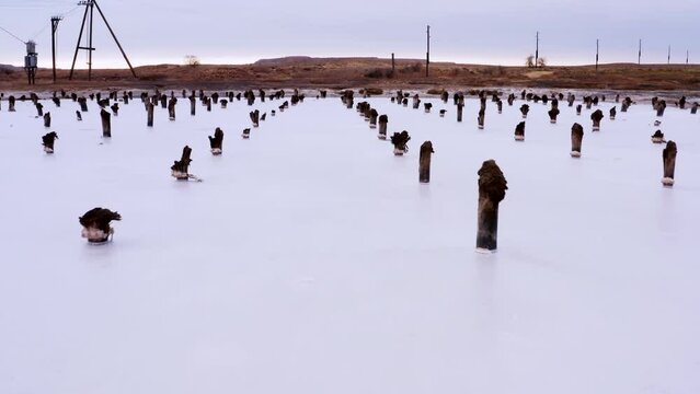 Several rows of wooden posts covered with saline residue sticking out of half dried lake. Wood stumps, pillars in pond. The white surface of the lake in the arid desert steppe