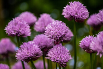 close up of  chiveflowers