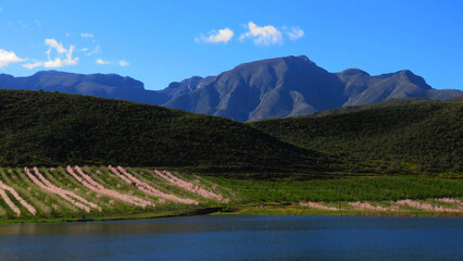 Spring blossom outside de Rust, Western Cape.