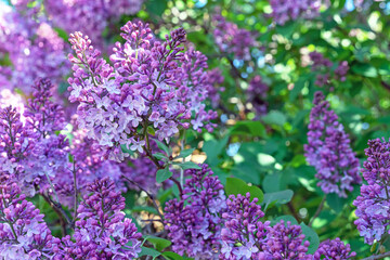 Obraz premium Purple Lilac flowers. Branch with blooming lilac. Delicate and fragrant Lilac flowers.