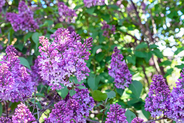 Fototapeta na wymiar Purple Lilac flowers. Branch with blooming lilac. Delicate and fragrant Lilac flowers.