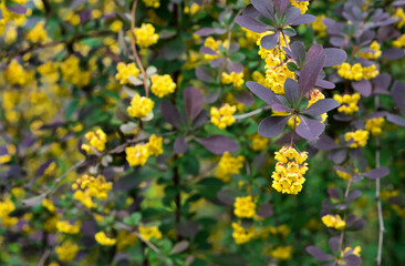 Small yellow flowers of Tunberg's barberry or Japanese barberry. Thunberg barberry is an ornamental shrub with purple-carmine foliage and yellow flowers.