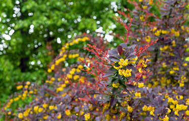Small yellow flowers of Tunberg's barberry or Japanese barberry. Thunberg barberry is an ornamental shrub with purple-carmine foliage and yellow flowers.