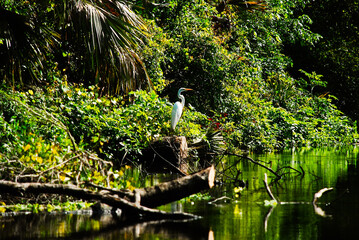 White Great Egret at Rock springs run Kelly park Central Florida
