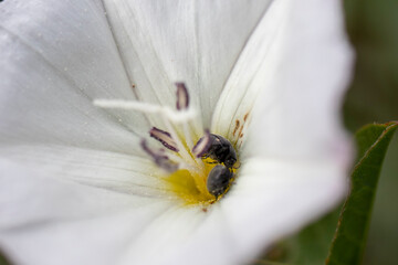 white  flower , macro photo