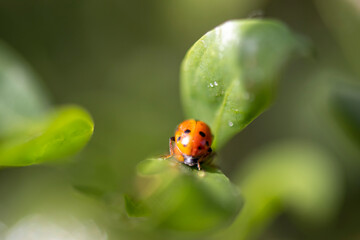 Fototapeta premium ladybug on green leaf