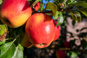 Big ripe red braeburn apples hanging on tree ready to harvest