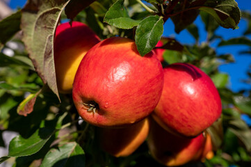 Big ripe red braeburn apples hanging on tree ready to harvest