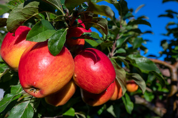 Big ripe red braeburn apples hanging on tree ready to harvest