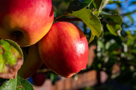 Big ripe red braeburn apples hanging on tree ready to harvest