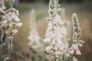 close up of pink small flowering wildflowers and daylight landscape