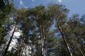 trees and sky