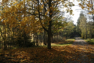 Autumn tree