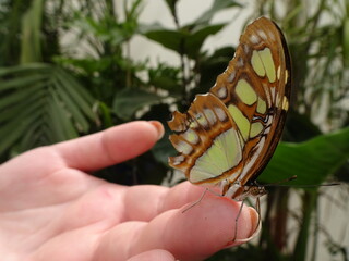 Farfalla colorata posata sulla mano