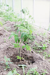gardening in springtime. tomato sprouts in soil in greenhouse. healthy lifestyle, agrarian life. 