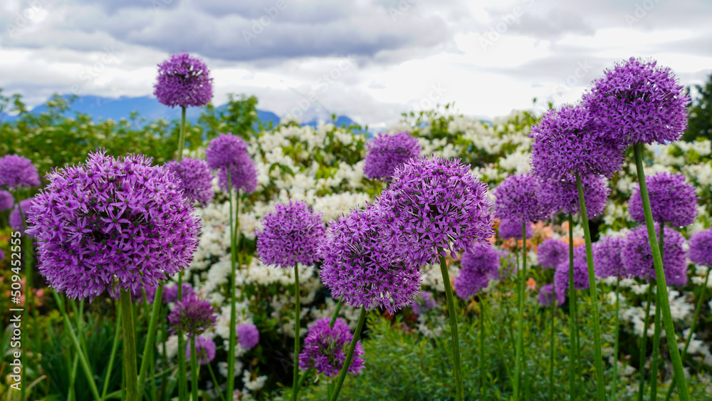 Wall mural beautiful purple allium field against white flowers, mountains and clouds in region