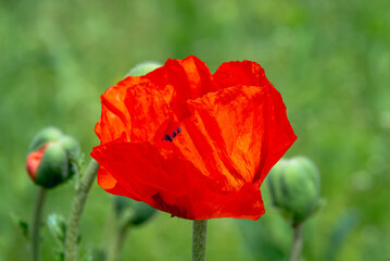 red poppy in the field