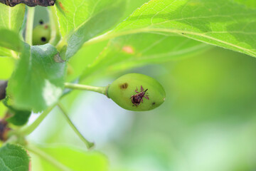 Anthonomus Furcipes rectirostris or cherry weevil, stone fruit weevil is a major pests of cherry...