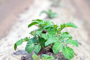 Colorado potato beetle (Leptinotarsa decemlineata) eats potato leaves, close-up.