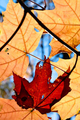 Autumn Maple Leaf 6/7